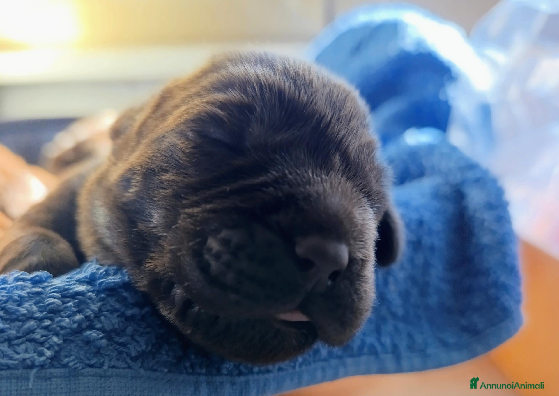 Labrador cani in vendita: cuccioli labrador cocholate - Annuncio 2