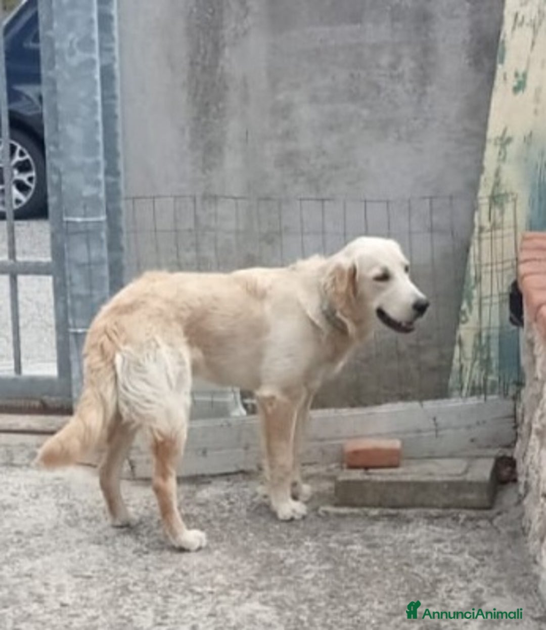 Labrador cani in regalo: NUVOLA LABRADORINA MERAVIGLIOSA  - Annuncio 3
