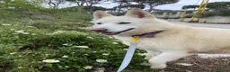 Meticcio cani in regalo: Snow, una bellissima simil pastore svizzero - Annuncio 10