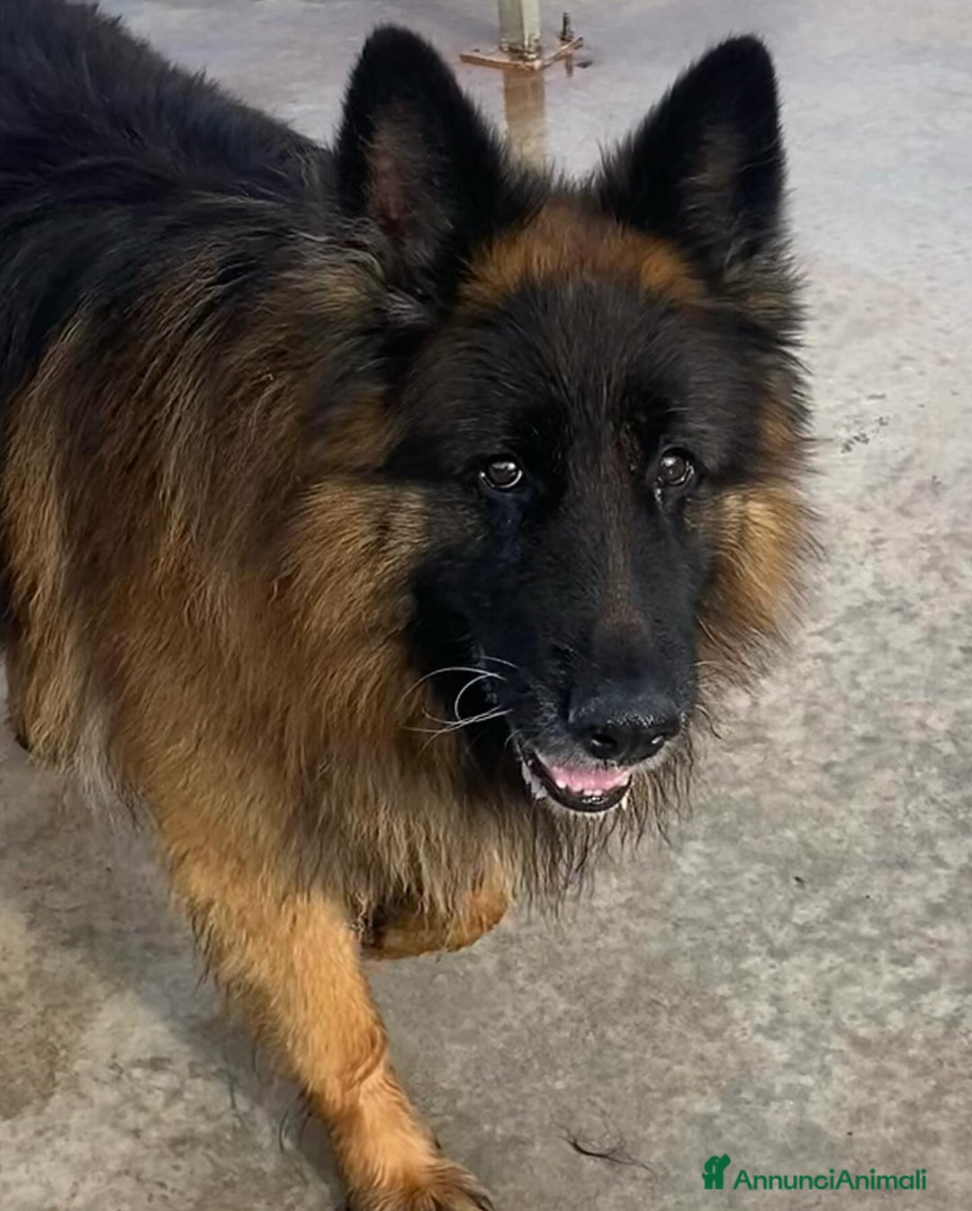 Pastore Tedesco cani in regalo: HULK meraviglioso PASTORE TEDESCO cerca adozione - Annuncio 2