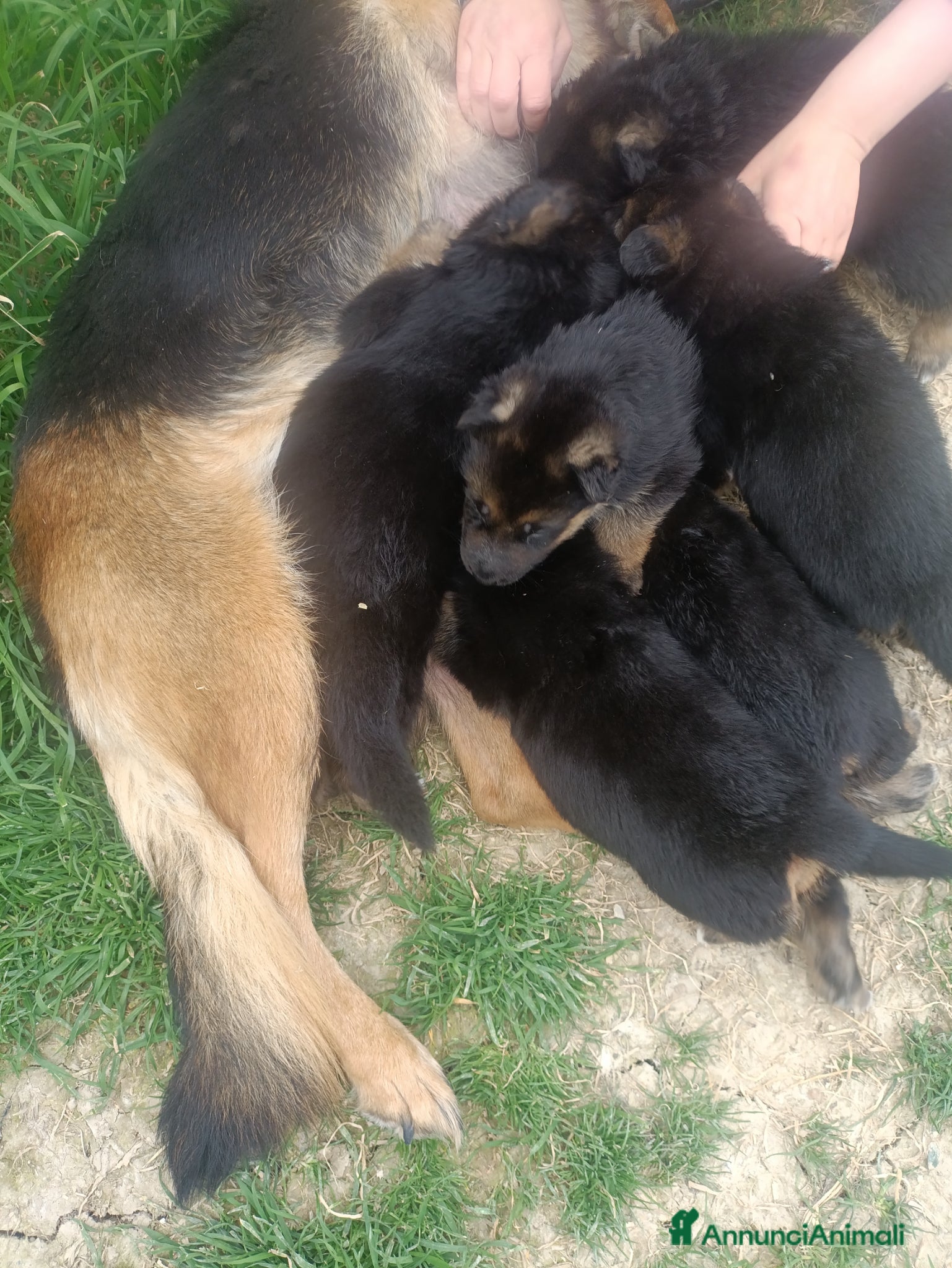 Pastore Tedesco cani Cuccioli di pastore tedesco  - Annuncio 36