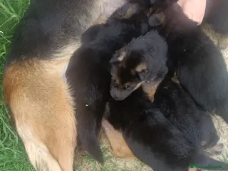 Pastore Tedesco cani Cuccioli di pastore tedesco - Annuncio 36