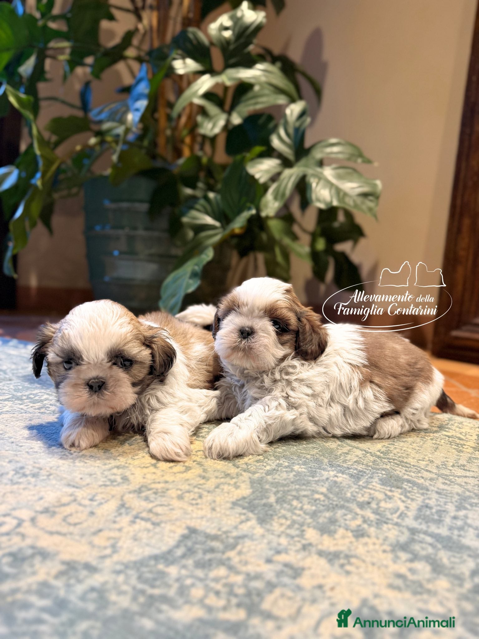 Shih Tzu cani Cuccioli di Shihtzu - Annuncio 22