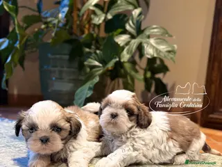 Shih Tzu cani Cuccioli di Shihtzu - Annuncio 1