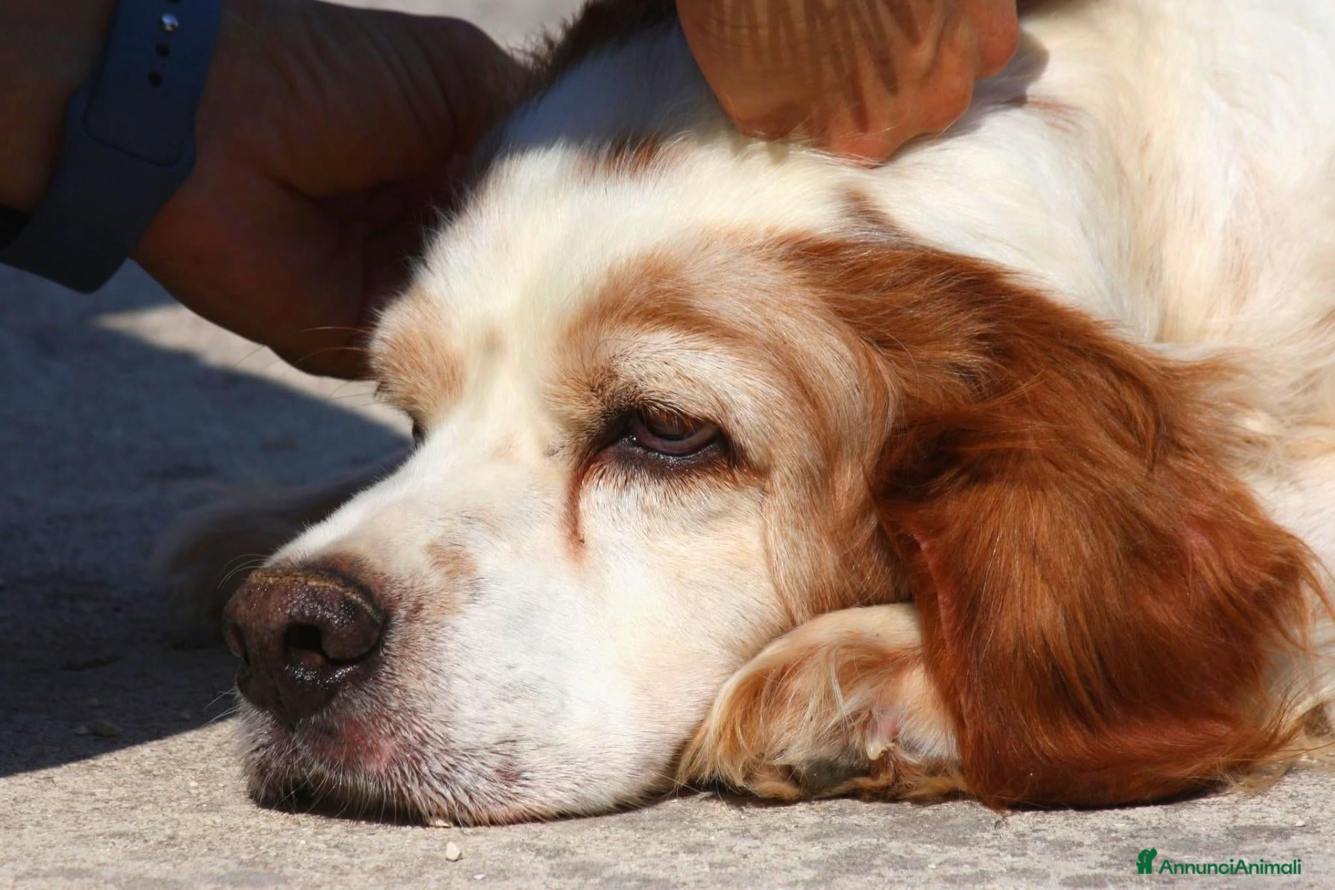 Meticcio cani Bret in adozione - Annuncio 3