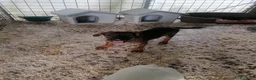 Meticcio cani in regalo: Fiorella, cucciola in canile - Annuncio 1