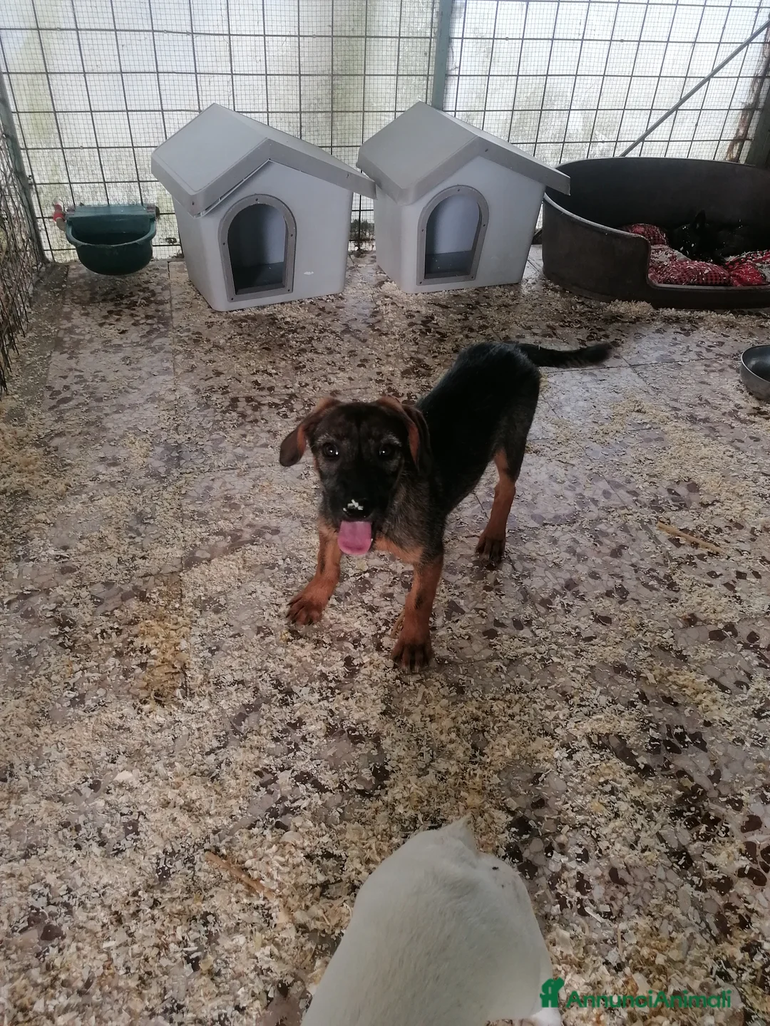 Meticcio cani in regalo: Fiorella, cucciola in canile - Annuncio 1