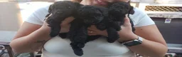 Barboncino cani in vendita: Vendita - Annuncio 2