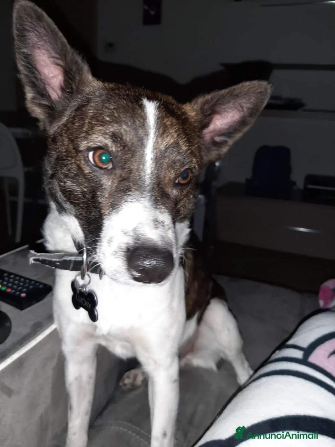 Meticcio cani in regalo: LUCKY  - Annuncio 2