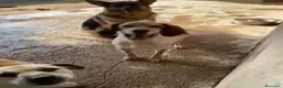 Pastore Tedesco cani in regalo: DOMIZIANA bella pastorella ted. - Annuncio 3