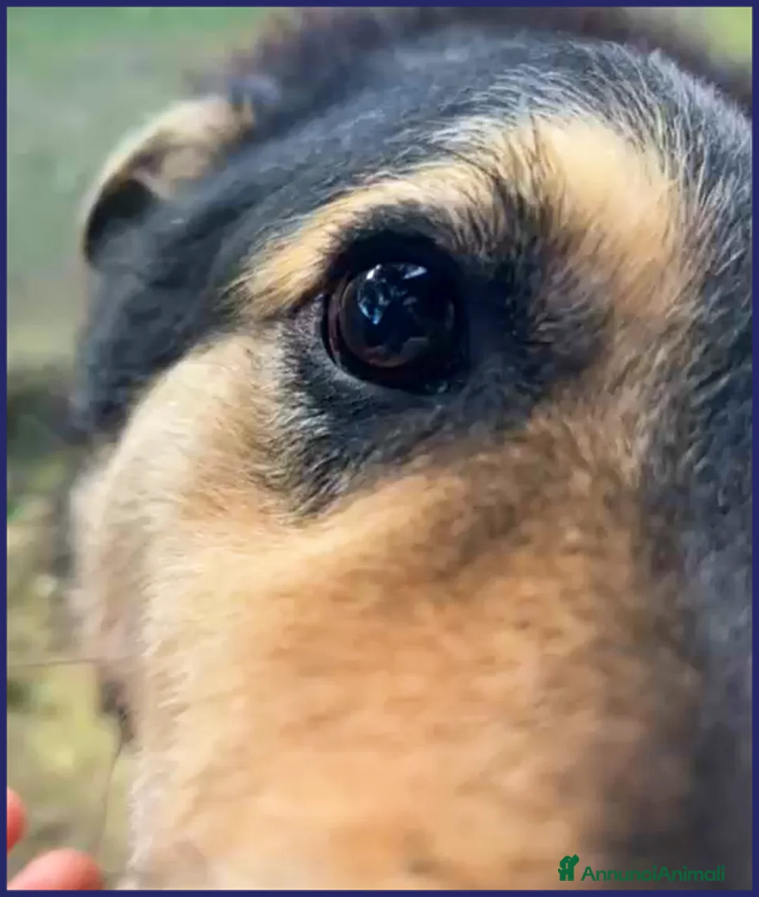 Meticcio cani in regalo: PONCHO dolcissimo patatone!  - Annuncio 5