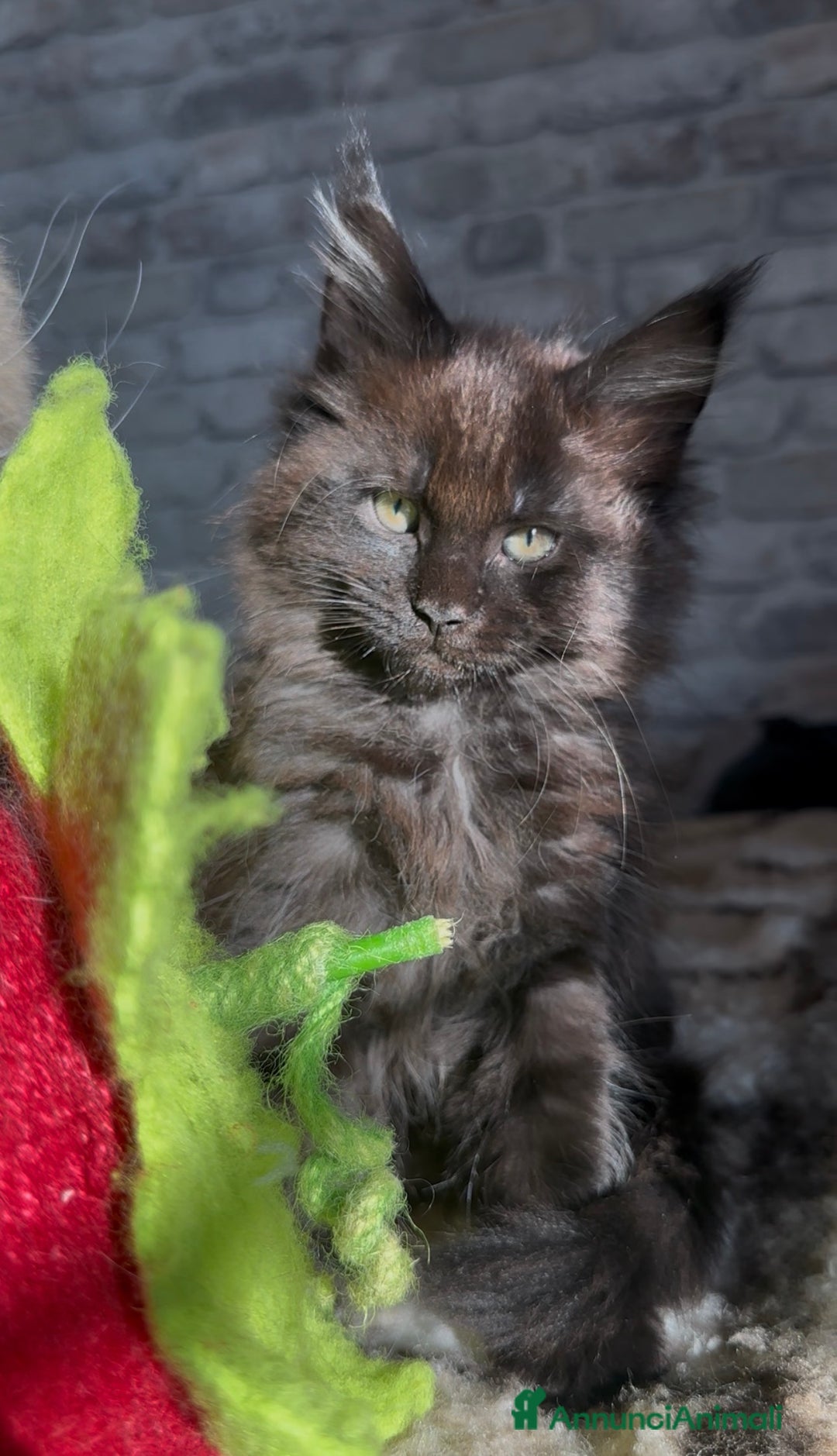 Maine Coon gatti in vendita: Cuccioli Maine Coon con pedigree - Annuncio 6