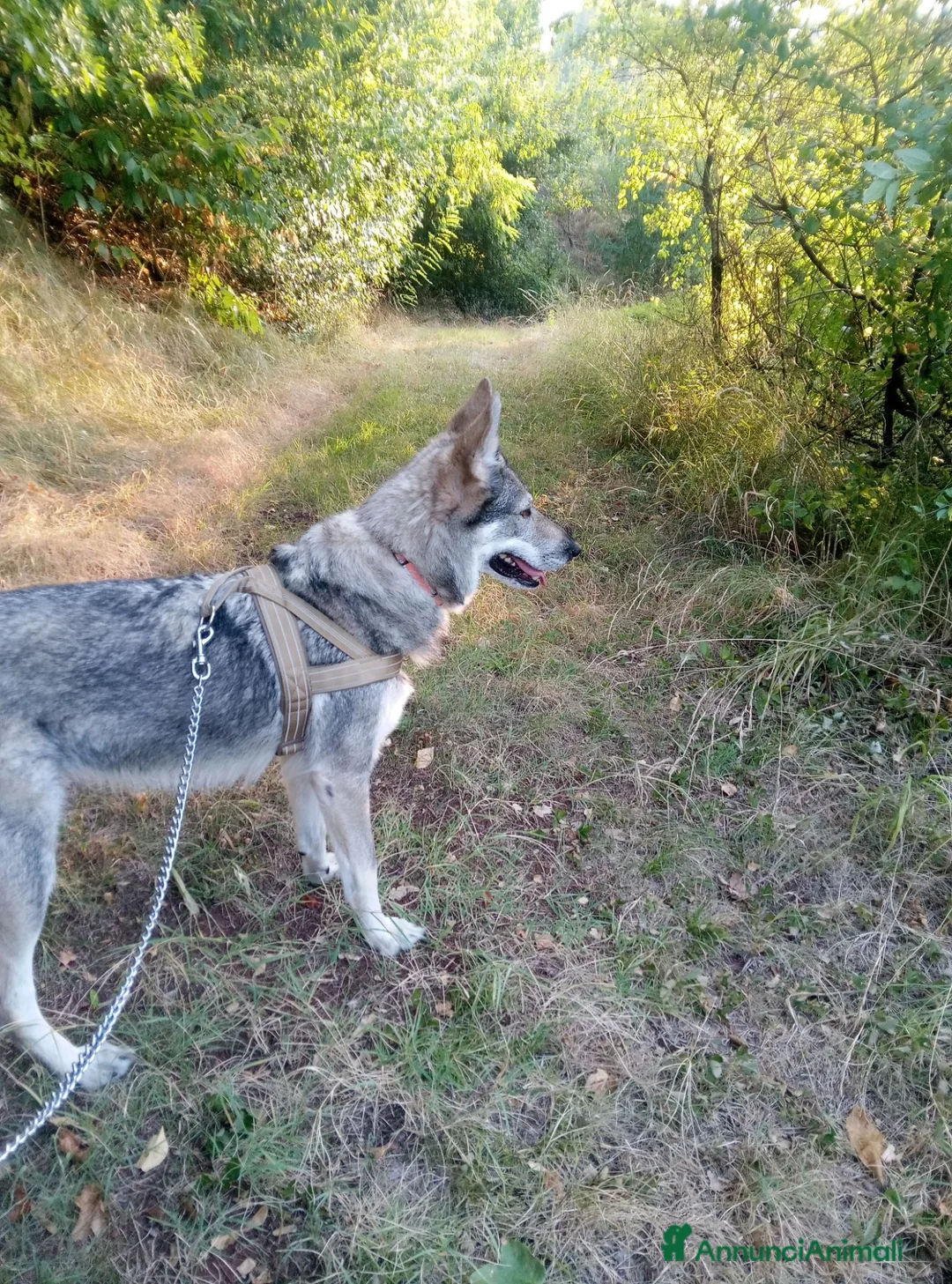 Lupo Cecoslovacco cani in regalo: Regalo cane lupo cecoslovacco  a Provincia di Vicenza - Annuncio 3