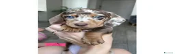 Bassotto cani in vendita: Bassotti toy - Annuncio 1