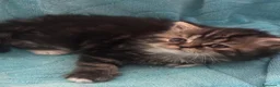 Scottish gatti in vendita: Highland Scottish  - Annuncio 2