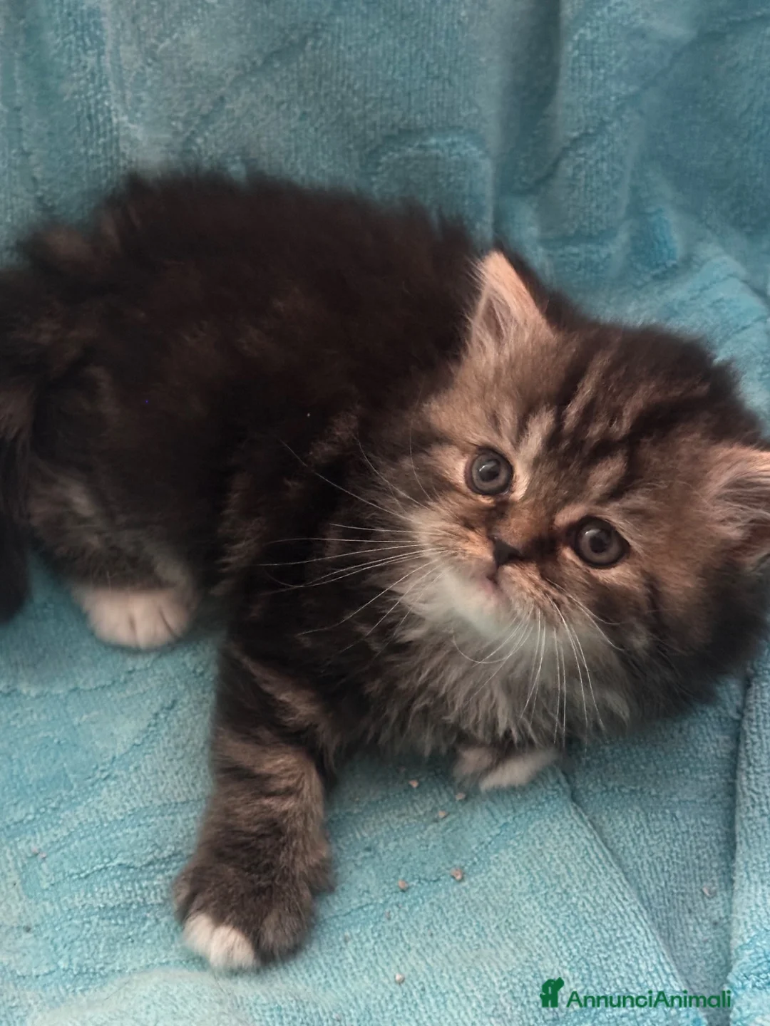 Scottish gatti in vendita: Highland Scottish  - Annuncio 2