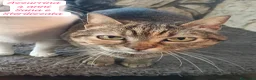 Europeo gatti in regalo: Gattini destinati alla colonia  a Provincia di Ferrara - Annuncio 2