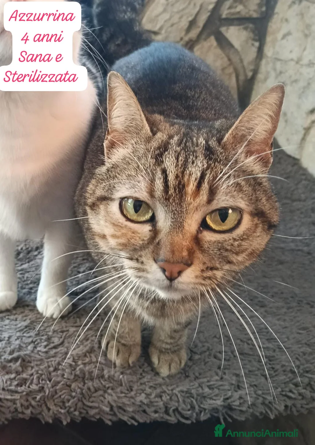 Europeo gatti in regalo: Gattini destinati alla colonia  a Provincia di Ferrara - Annuncio 2