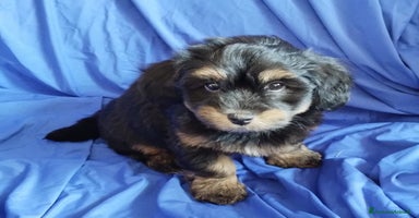 Bichon cani a Province of Vicenza - Annuncio 8