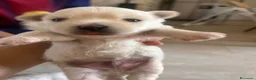 Maltese cani in vendita: Vendo maltesi - Annuncio 4