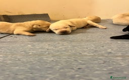 Labrador cani in vendita: Cuccioli Labrador  a Provincia di Bergamo - Immagine 7