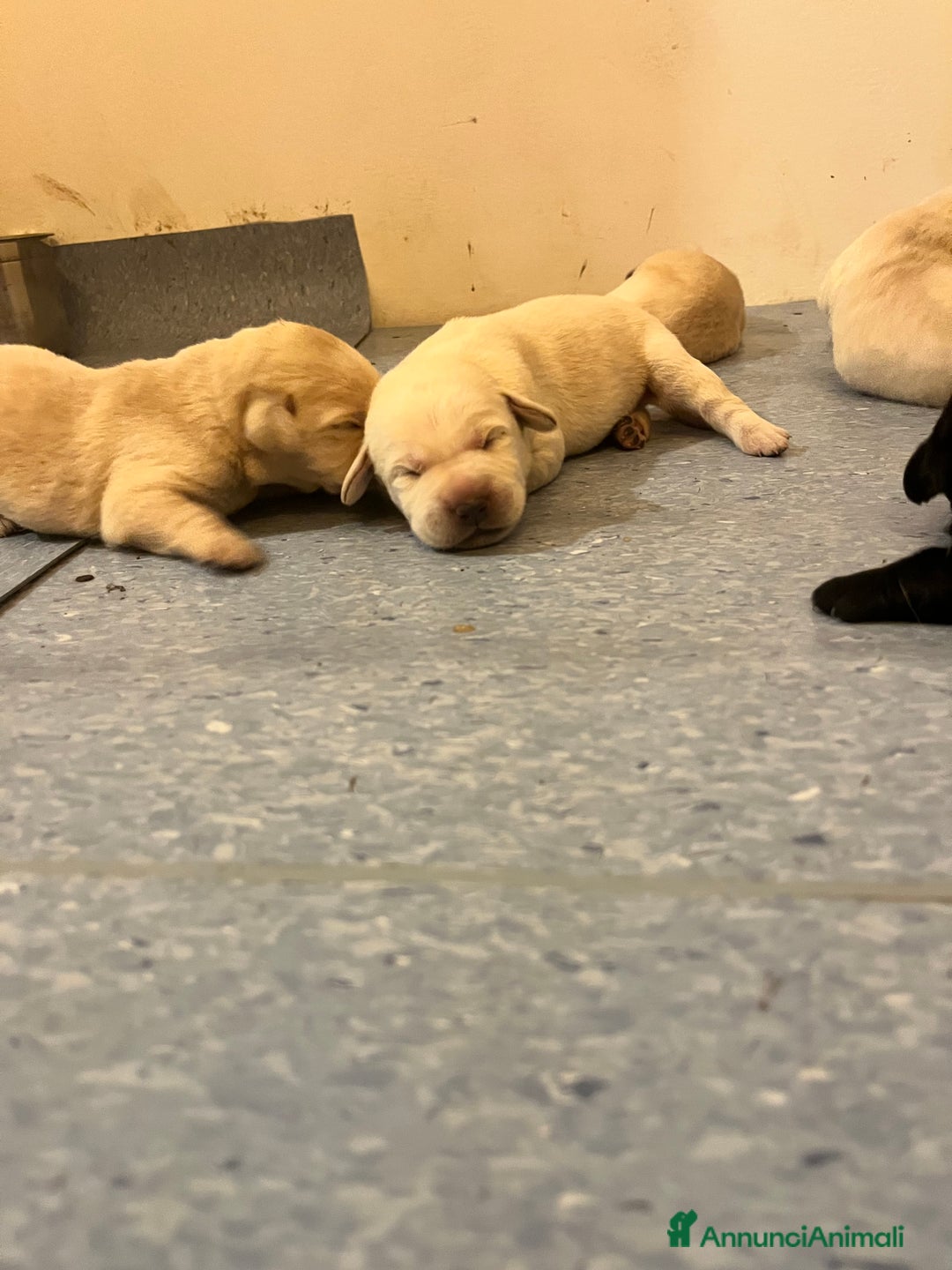 Labrador cani in vendita: Cuccioli Labrador  a Provincia di Bergamo - Immagine 7