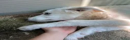 Meticcio cani in regalo: ALBA e ORLANDO meravigliosi cuccioloni tg grande - Annuncio 4