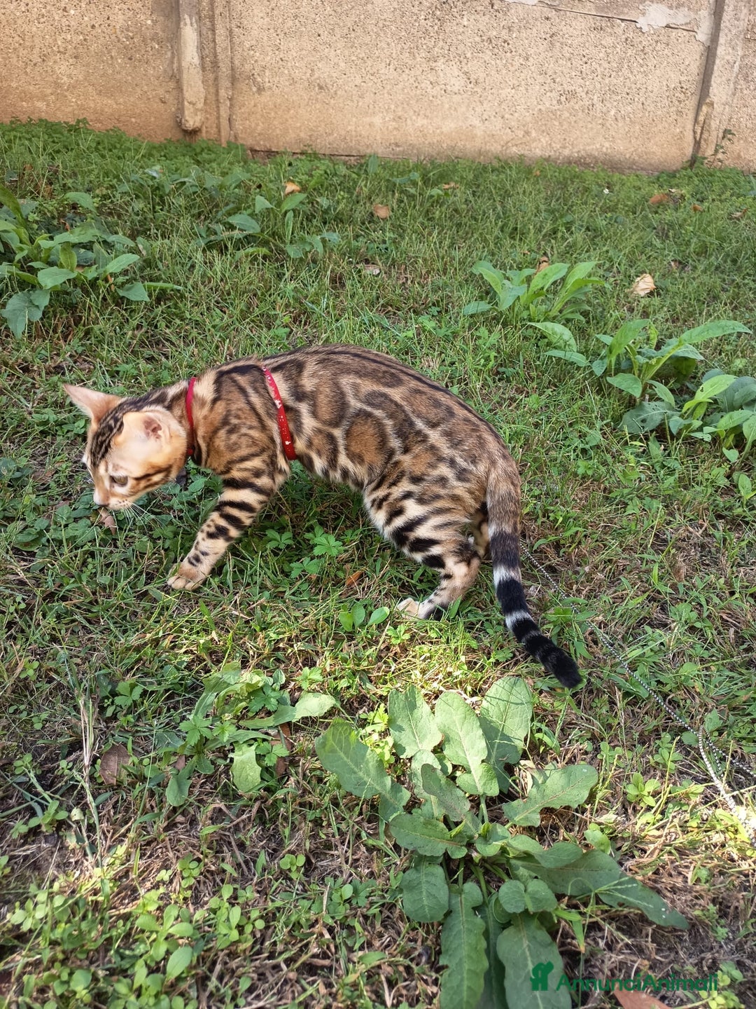 Bengala gatti in vendita: Cuccioli bengala - Annuncio 6