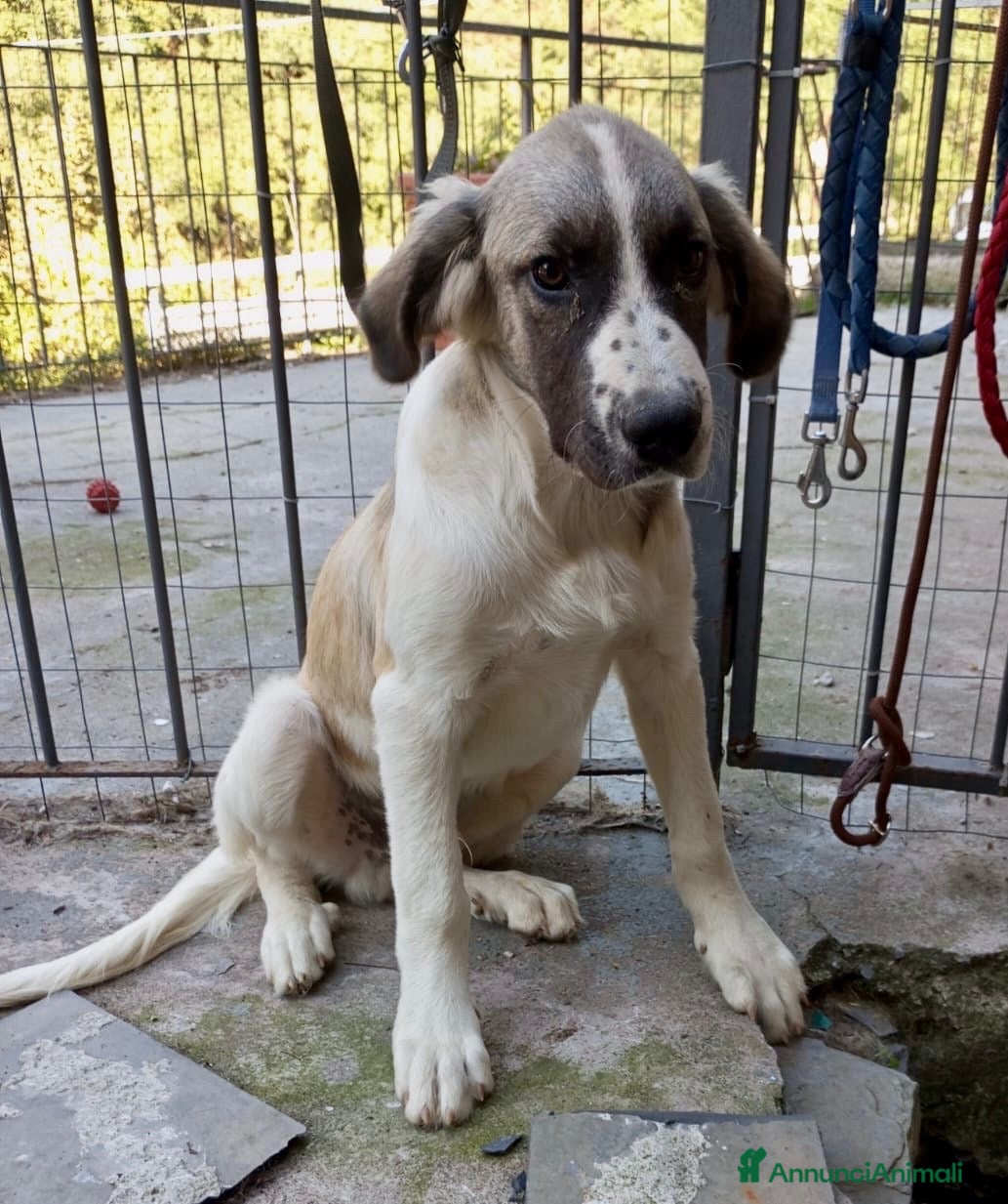 Meticcio cani Aslan - Annuncio 25