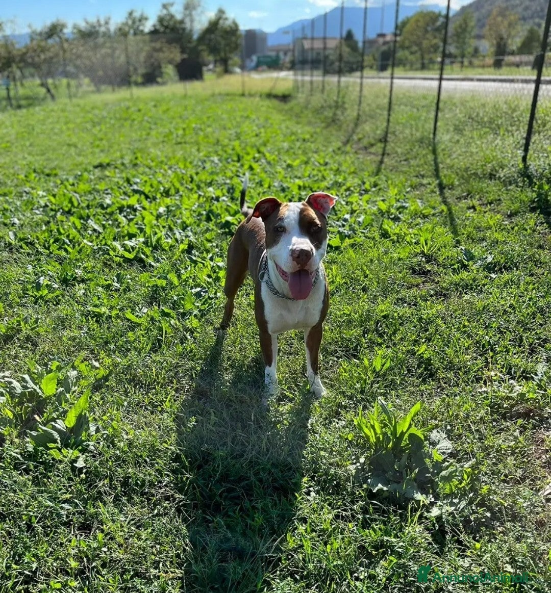 American Bully cani Cane pitbull femmina  - Annuncio 1