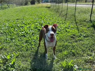 American Bully cani Cane pitbull femmina - Annuncio 3