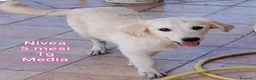 Meticcio cani in regalo: ADOTTA UN CUCCIOLO  - Annuncio 3