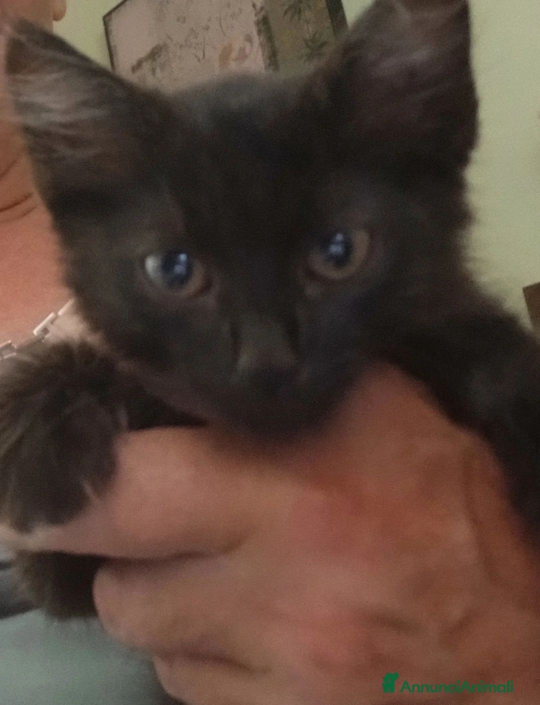 Meticcio gatti in regalo: Gattina adorabile misto Siamese nero/Angora a Provincia di Avellino - Annuncio 3