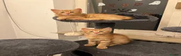 Meticcio gatti in vendita: ADOZIONE DI COPPIA 🐈🐈 - Annuncio 5