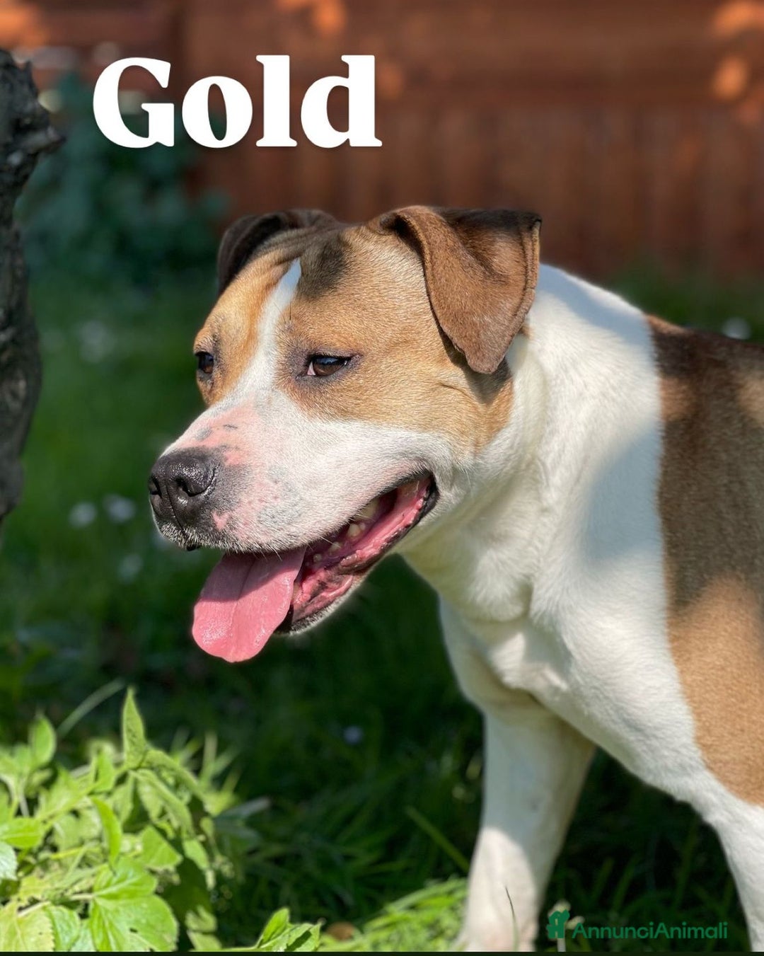 American Staffordshire cani in regalo: GOLD BELLISSIMO AMSTAFF a Città metropolitana di Milano - Annuncio 2