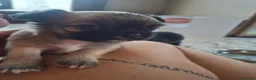 Chihuahua cani in vendita: Chihuahua maschi - Annuncio 2