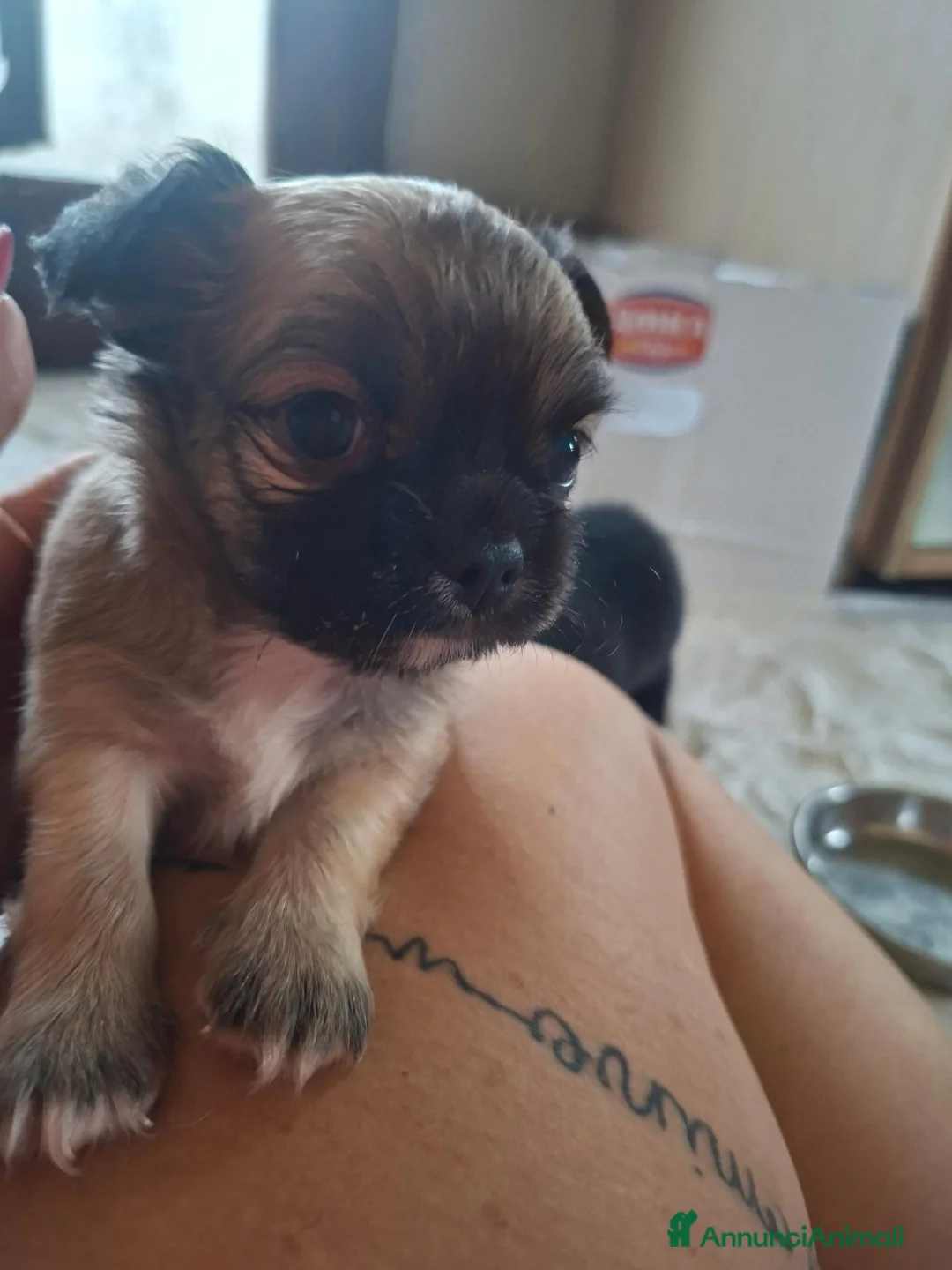 Chihuahua cani in vendita: Chihuahua maschi - Annuncio 2