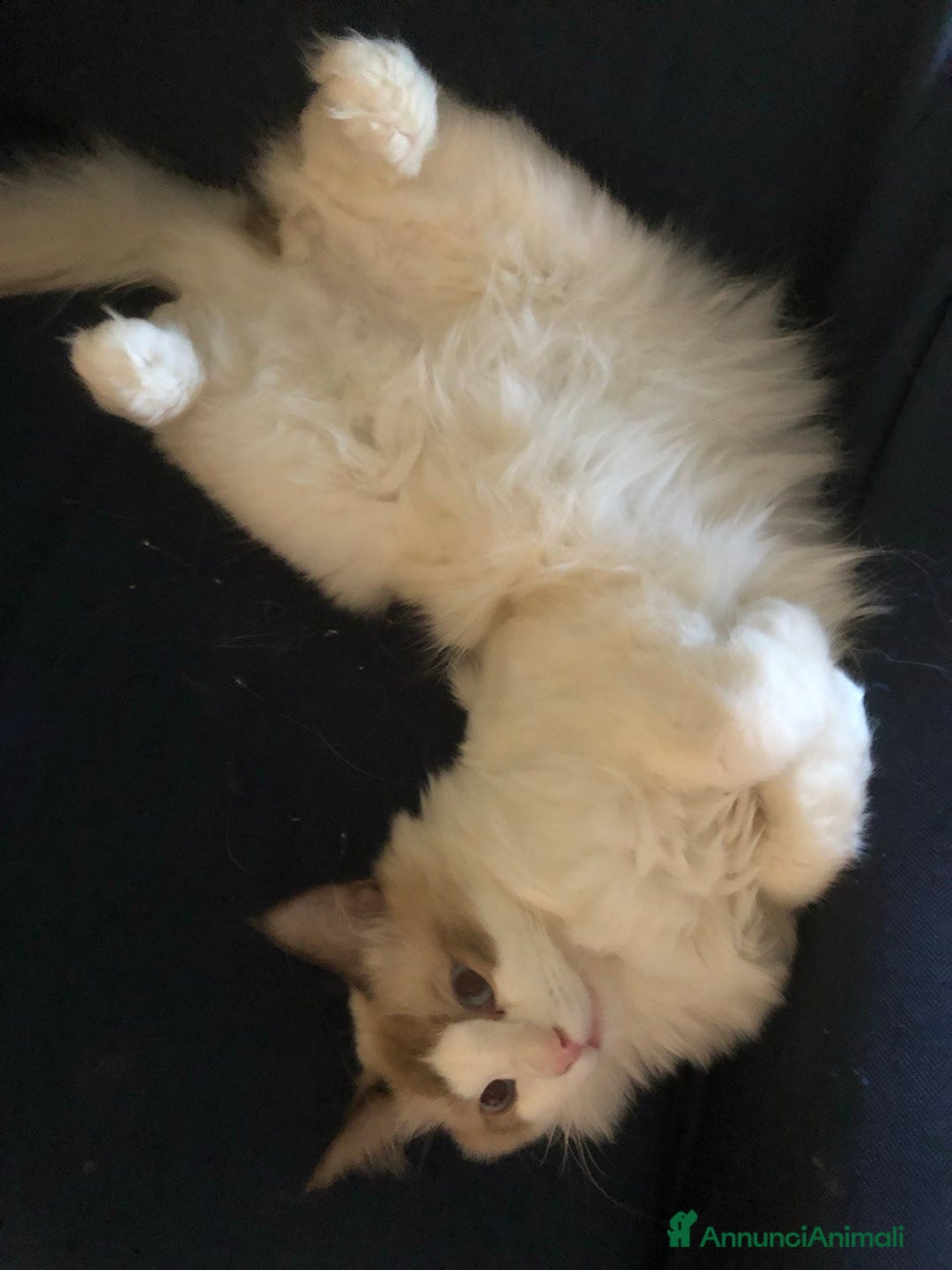 Ragdoll gatti per accoppiamento: Splendidi Ragdoll da accoppiamento - Annuncio 3