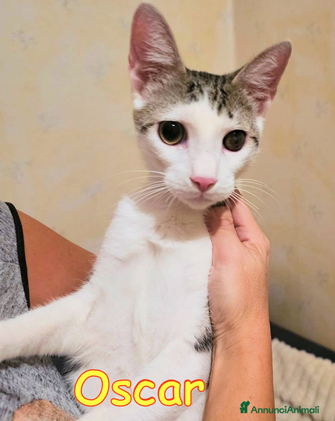 Europeo gatti in regalo: 📍ADOZIONE URGENTE PER OSCAR - Annuncio 6