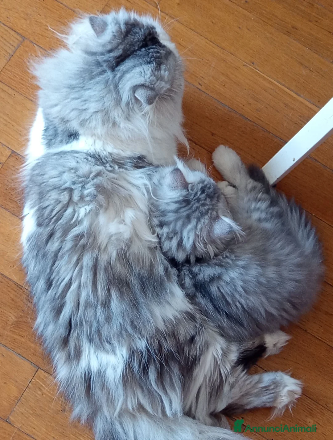 Persiano gatti in vendita: Gattino Persiano Cincillà Silver Tabby - Annuncio 11