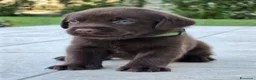Labrador cani in vendita: Labrador Retriever Cioccolato  a Provincia di Brescia - Annuncio 3
