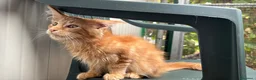 Maine Coon gatti in vendita: Maschietto rosso di maine coon - Annuncio 4