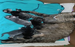 Siberiano gatti in vendita: Vendesi gattini Siberiani  - Immagine 11