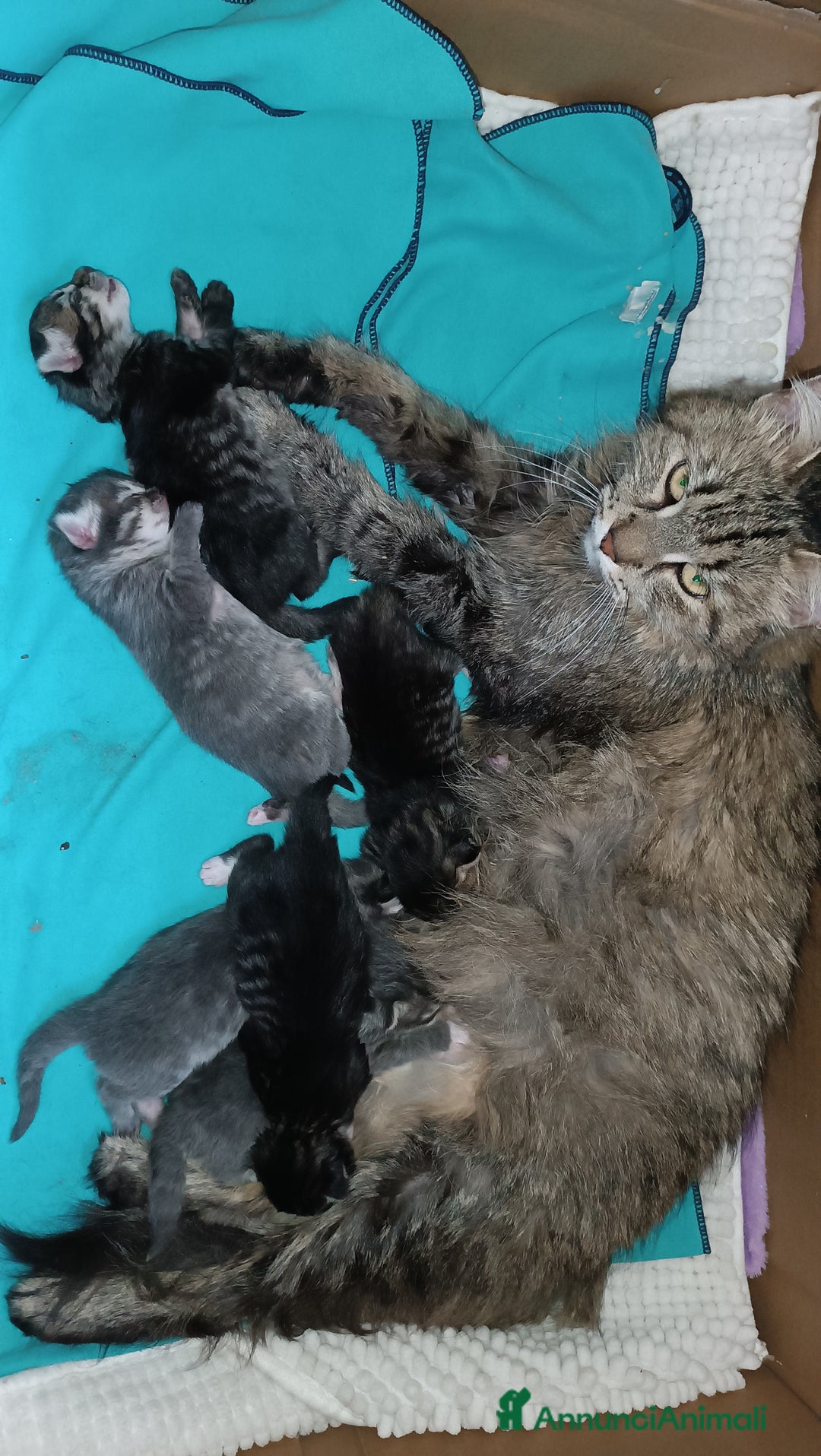 Siberiano gatti in vendita: Vendesi gattini Siberiani  - Annuncio 11