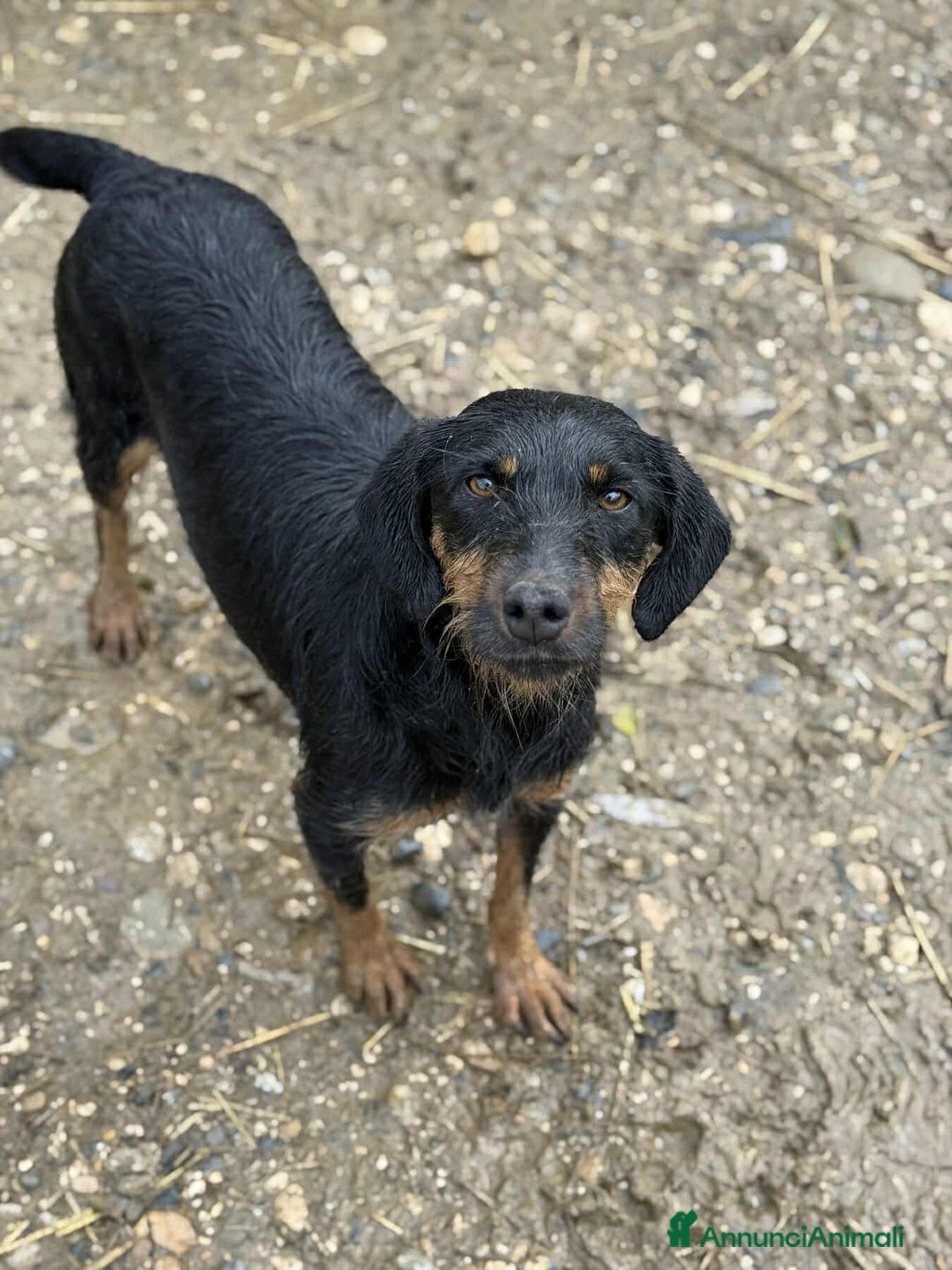 Jagdterrier cani in regalo: TAIRA, dolcissima JAGD TERRIER! - Annuncio 3