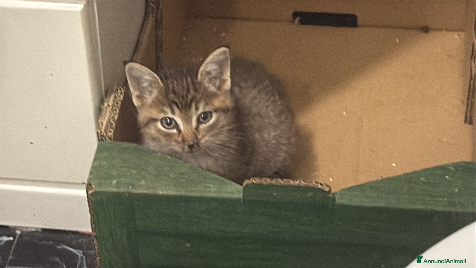 Meticcio gatti in regalo: Gattina splendida educata  - Annuncio 3
