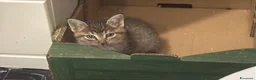 Meticcio gatti in regalo: Gattina splendida educata  - Annuncio 1