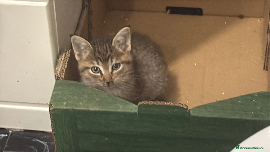 Meticcio gatti in regalo: Gattina splendida educata  - Annuncio 1