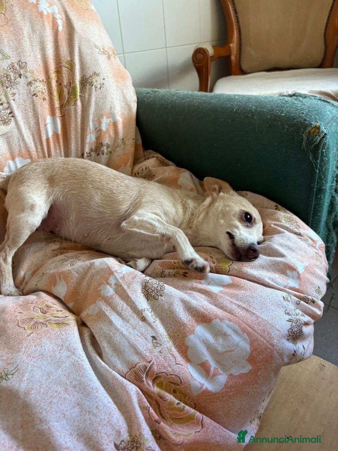 Chihuahua cani in regalo: Luna ♥️ - Annuncio 3