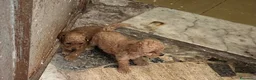 Barboncino cani in vendita: Barboncini maschietti a Provincia di Salerno - Annuncio 5